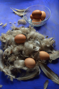 Brown eggs and duck feathers on blue surface