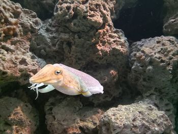 Close-up of fish swimming in sea