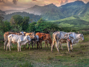 Thai cows eating grass and resting in a field.