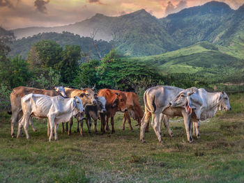Cows standing in a field