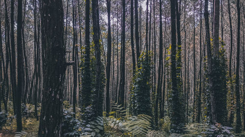 Trees in forest