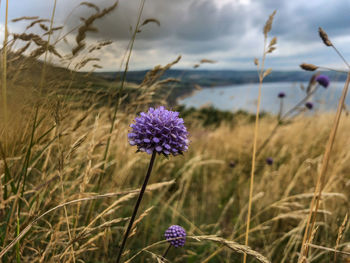 Close-up of purple flowering plant on field