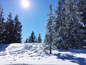 Sun shining over snow covered landscape