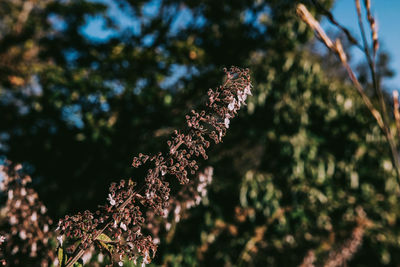 Low angle view of flowering plant on branch