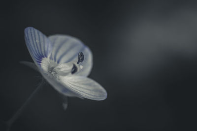 close-up