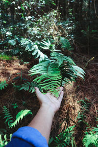 Midsection of person holding tree in forest