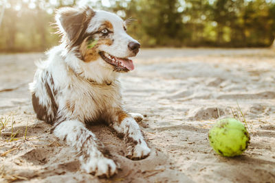 Close-up of dirty dog with ball at beach