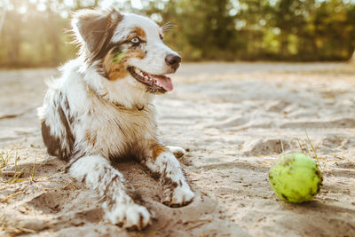 Close-up of a dog looking away