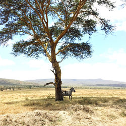 View of a tree on field