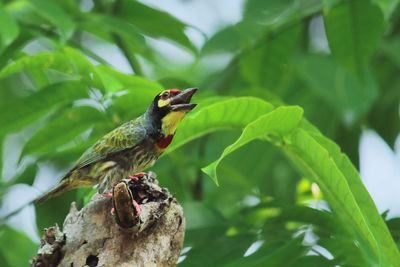 Colorful male, breeding plumage coppersmith barbet or crimson breasted barbet is chirping