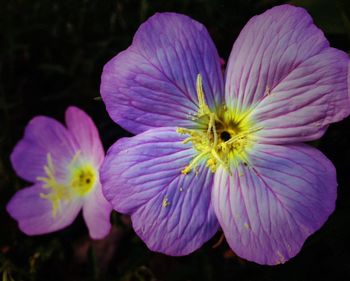 Close-up of purple flower blooming outdoors