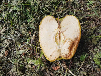 High angle view of fruit on field