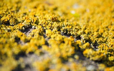 Full frame shot of yellow lichen on field