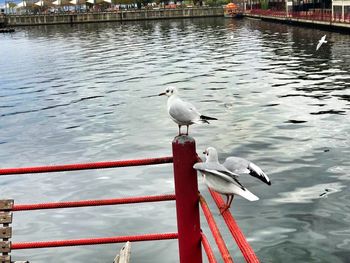 Birds perching on lake