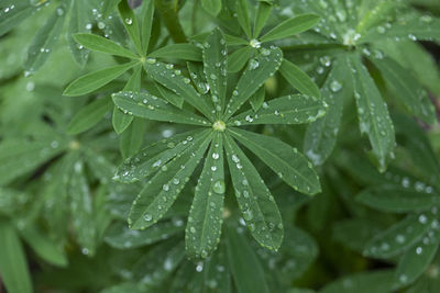 Close-up of raindrops on leaves