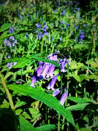 Close-up of purple flowers