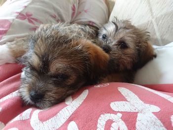 Portrait of dog sleeping on bed at home