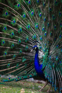 Side view close-up of peacock