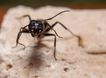 Close-up of spider