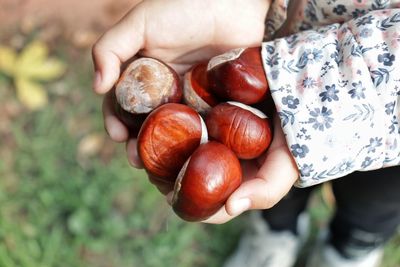 Close-up of hand holding chestnuts