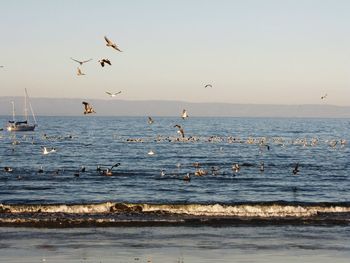 Seagulls flying over sea against sky