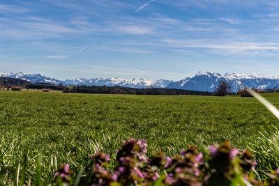 Scenic view of grassy field against cloudy sky