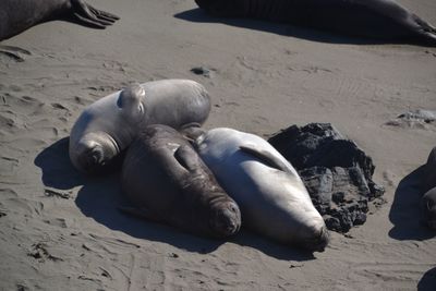 Close-up of sea lion resting on sand at beach