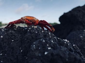 Close-up of insect on rock