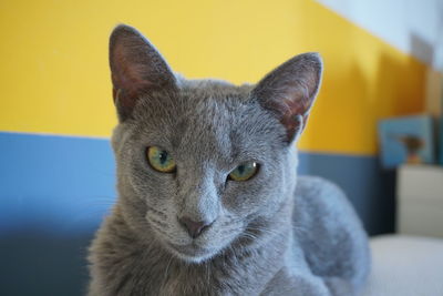 Grey cat close up