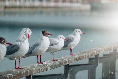 Close-up of seagull