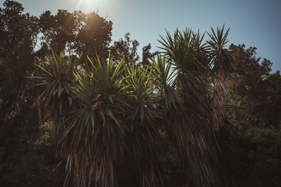 Plants against sky