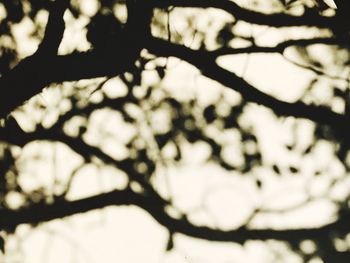 Low angle view of flower tree