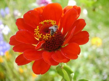 Close-up of red flower