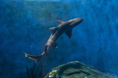 View of a shark in sea