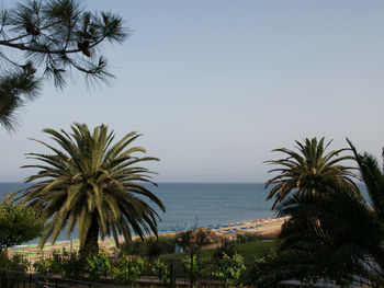 Palm trees by swimming pool against clear sky