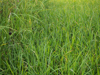 Full frame shot of fresh green field