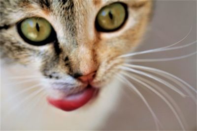 Close-up portrait of cat