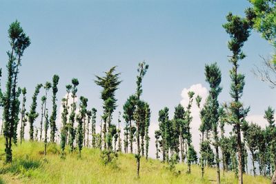 Panoramic view of trees in forest against clear sky