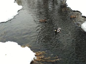 High angle view of ducks swimming in lake