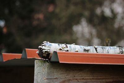 Close-up of snow on wooden plank