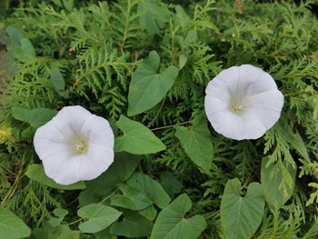 High angle view of white flowering plant