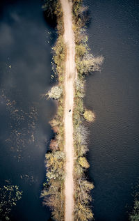 High angle view of tree by lake