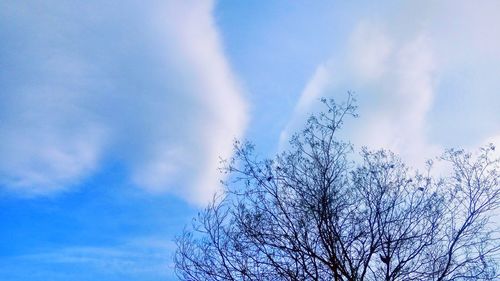 Low angle view of bare tree against blue sky