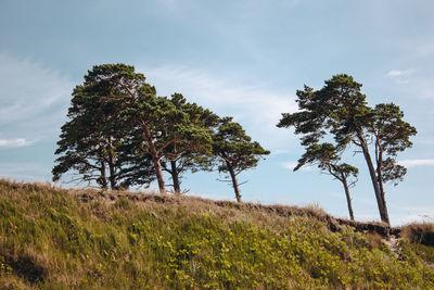 Trees on field against sky