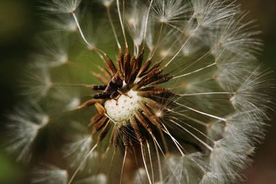 Close-up of dandelion flower