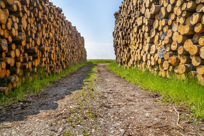 Wood logs at storage place