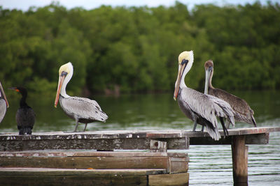 Pelicans perching on dock.
