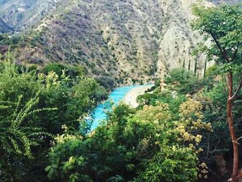 Scenic view of forest