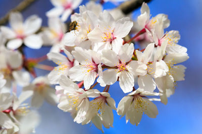 Low angle view of white flowers blooming on tree