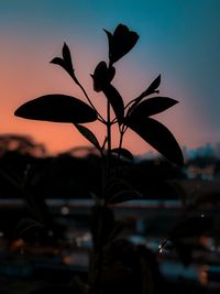 Close-up of silhouette plant against sky at dusk